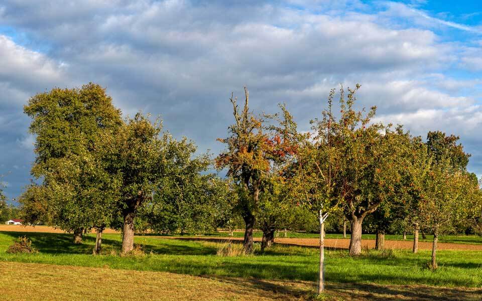 Eine Streuobstwiese im Sonnenschein.
